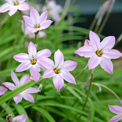Jarní hvězdička Rolf Fiedler - Ipheion uniflorum - cibule hvězdiček - 5 ks