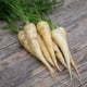 BIO Mrkev bílá Küttiger - Daucus carota - bio osivo mrkve - 200 ks