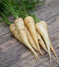BIO Mrkev bílá Küttiger - Daucus carota - bio osivo mrkve - 200 ks