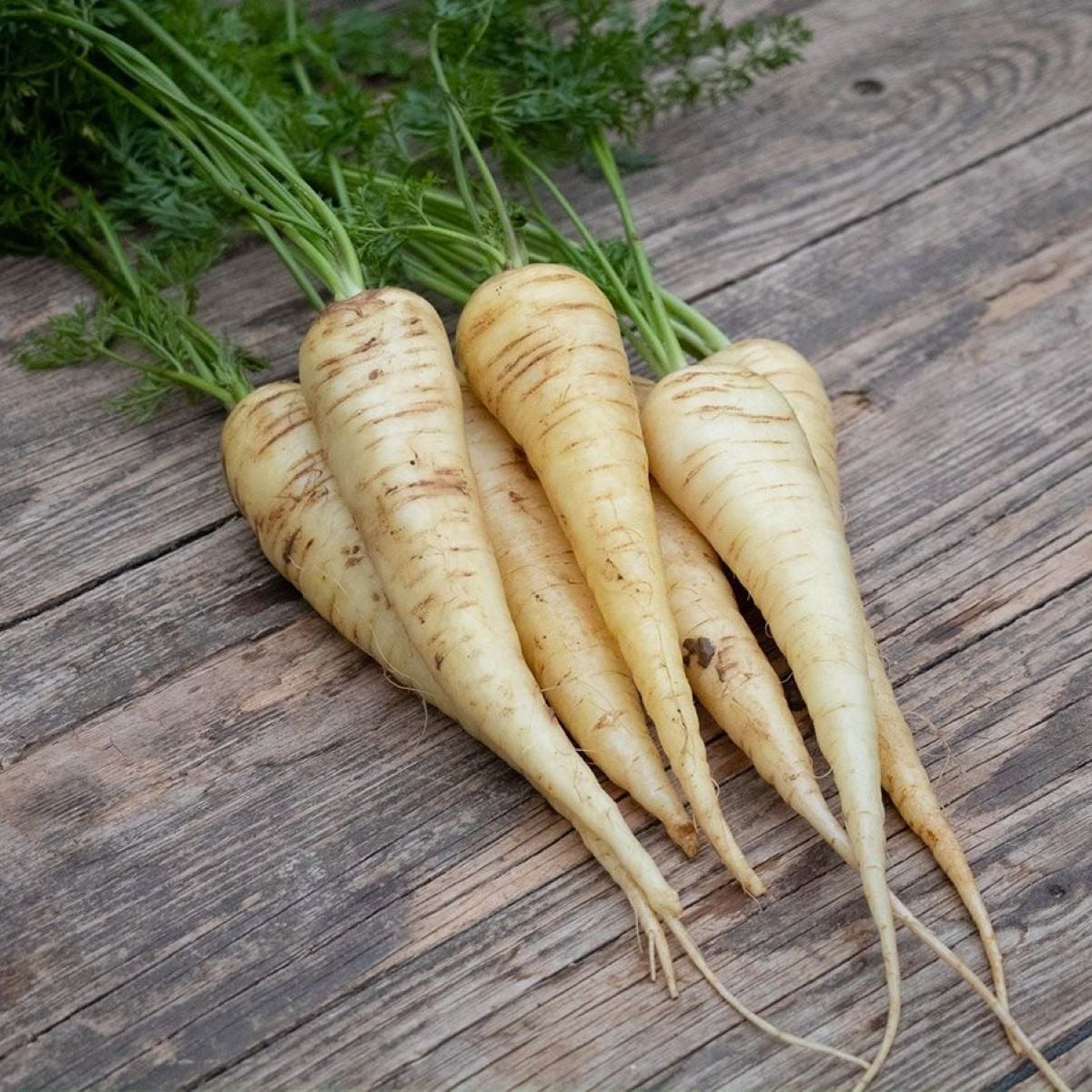 BIO Mrkev bílá Küttiger - Daucus carota - bio osivo mrkve - 200 ks