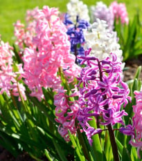 Směs hyacintů - Hyacinthus mix - cibule hyacintů - 5 ks