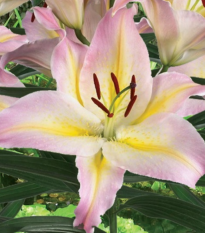 Lilie Hocus Pocus - Lilium - cibule lilií - 1 ks