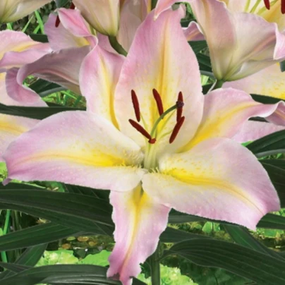 Lilie Hocus Pocus - Lilium - cibule lilií - 1 ks