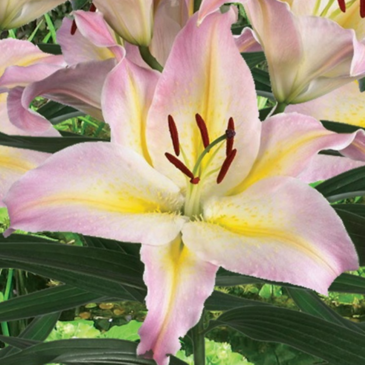 Lilie Hocus Pocus - Lilium - cibule lilií - 1 ks