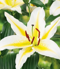 Lilie Bafferari - Lilium - cibule lilií - 1 ks