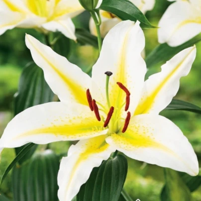 Lilie Bafferari - Lilium - cibule lilií - 1 ks