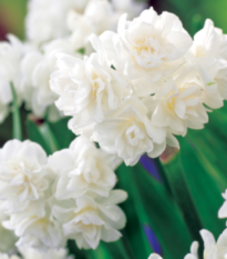 Narcis Erli Cheer - Narcissus - cibule narcisů - 3 ks