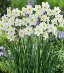 Narcis Lieke - Narcissus - cibule narcisů - 3 ks