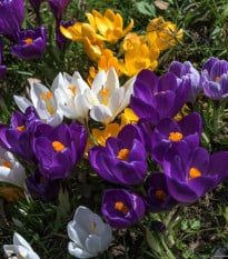 Směs krokusů - Crocus mix - hlízy krokusů - 15 ks