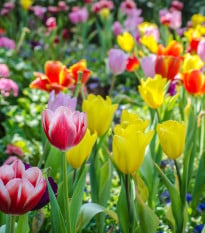 Směs tulipánů - Tulipa mix - cibule tulipánů - 15 ks