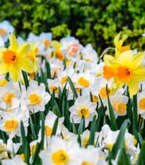 Směs narcisů - Narcissus mix - cibule narcisů - 15 ks