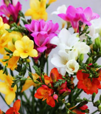Směs frézií - Freesia mix - hlízy frézií - 15 ks