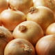 Cibule sazečka ozimá Augusta - Allium cepa - cibulky sazečky - 250 g