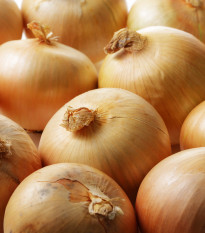 Cibule sazečka ozimá Augusta - Allium cepa - cibulky sazečky - 250 g