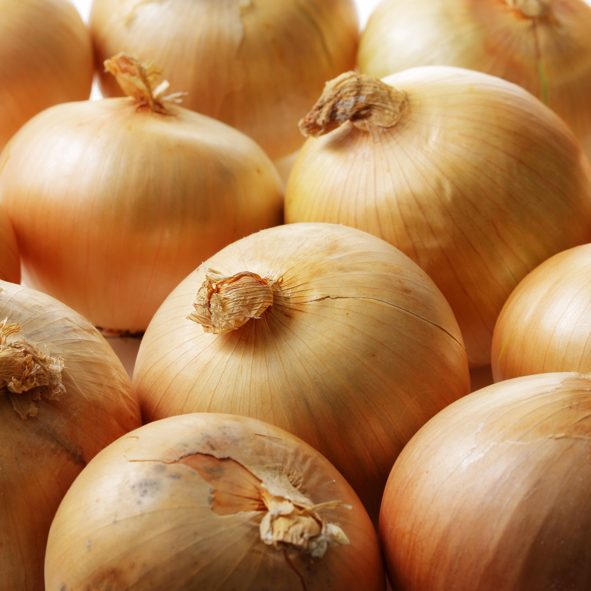 Cibule sazečka ozimá Augusta - Allium cepa - cibulky sazečky - 250 g