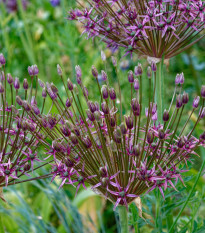 Česnek Toabago - Allium - cibule česneků - 3 ks