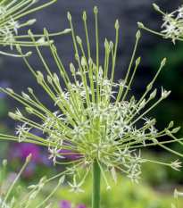 Česnek Arctic Snow - Allium - cibule česneků - 2 ks