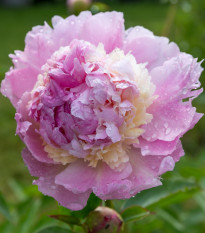Pivoňka Angel Cheeks - Paeonia - hlízy pivoňky - 1 ks