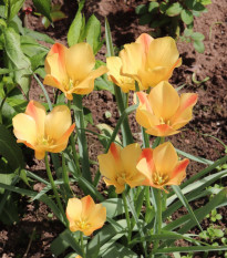 Tulipán Bronze Charm - Tulipa - cibule tulipánů - 3 ks