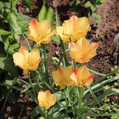 Tulipán Bronze Charm - Tulipa - cibule tulipánů - 3 ks