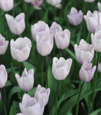 Tulipán Silver Cloud - Tulipa - cibule tulipánů - 3 ks