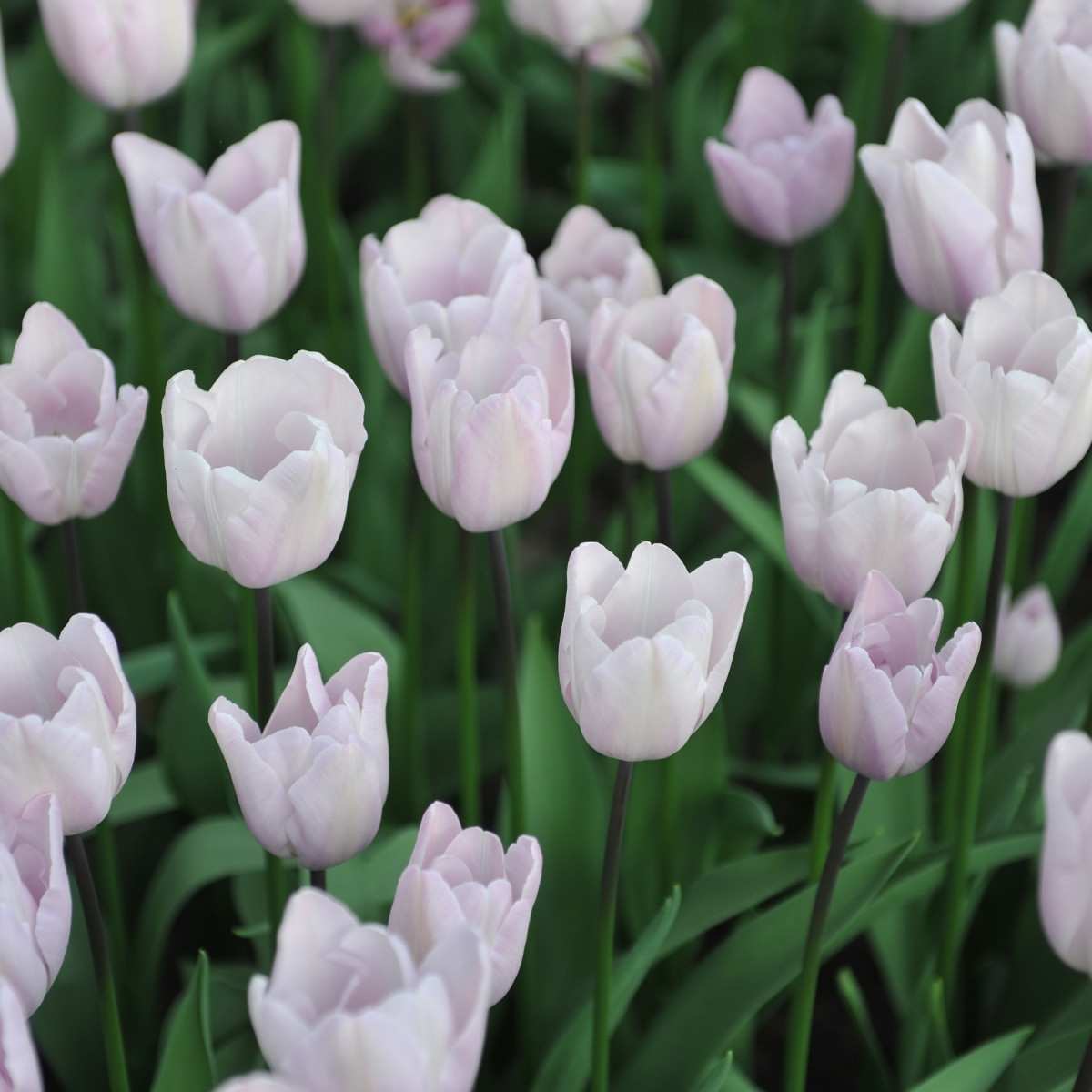 Tulipán Silver Cloud - Tulipa - cibule tulipánů - 3 ks