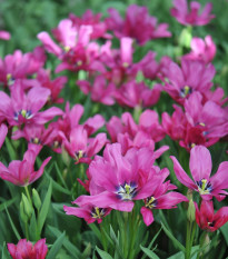 Tulipán Night Club - Tulipa - cibule tulipánů - 3 ks