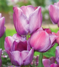 Tulipán Blue Heaven - Tulipa - cibule tulipánů - 3 ks