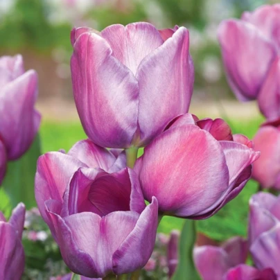 Tulipán Blue Heaven - Tulipa - cibule tulipánů - 3 ks