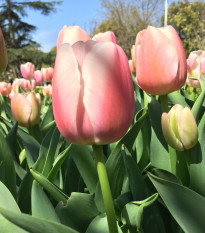 Tulipán Gabriella - Tulipa - cibule tulipánů - 3 ks