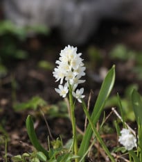 Puškinie ladoňkovitá bílá - Puschkinia scilloides alba - cibule puškinie - 6 ks