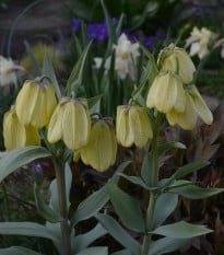 Řebčík Pallidiflora - Fritillaria - cibule řebčíku - 2 ks