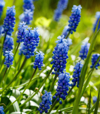 Modřenec Joyce Spirit - Muscari - cibule modřenců - 5 ks