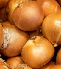 Cibule sazečka ozimá Winteria - Allium cepa - cibulky sazečky - 250 g