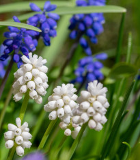 Směs modřenců - Muscari mix - cibule modřenců - 15 ks