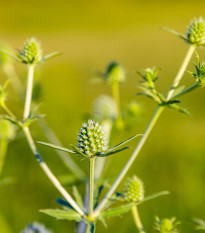 Máčka bílá White glitter - Eryngium planum - osivo máčky - 20 ks