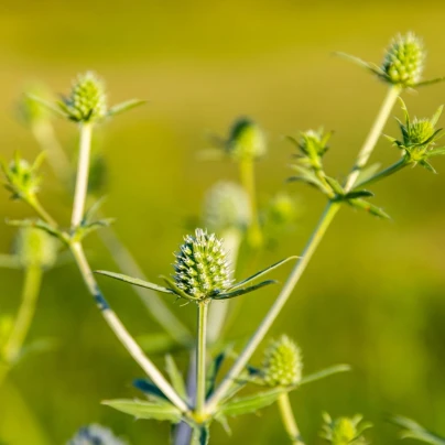 Máčka bílá White glitter - Eryngium planum - osivo máčky - 20 ks