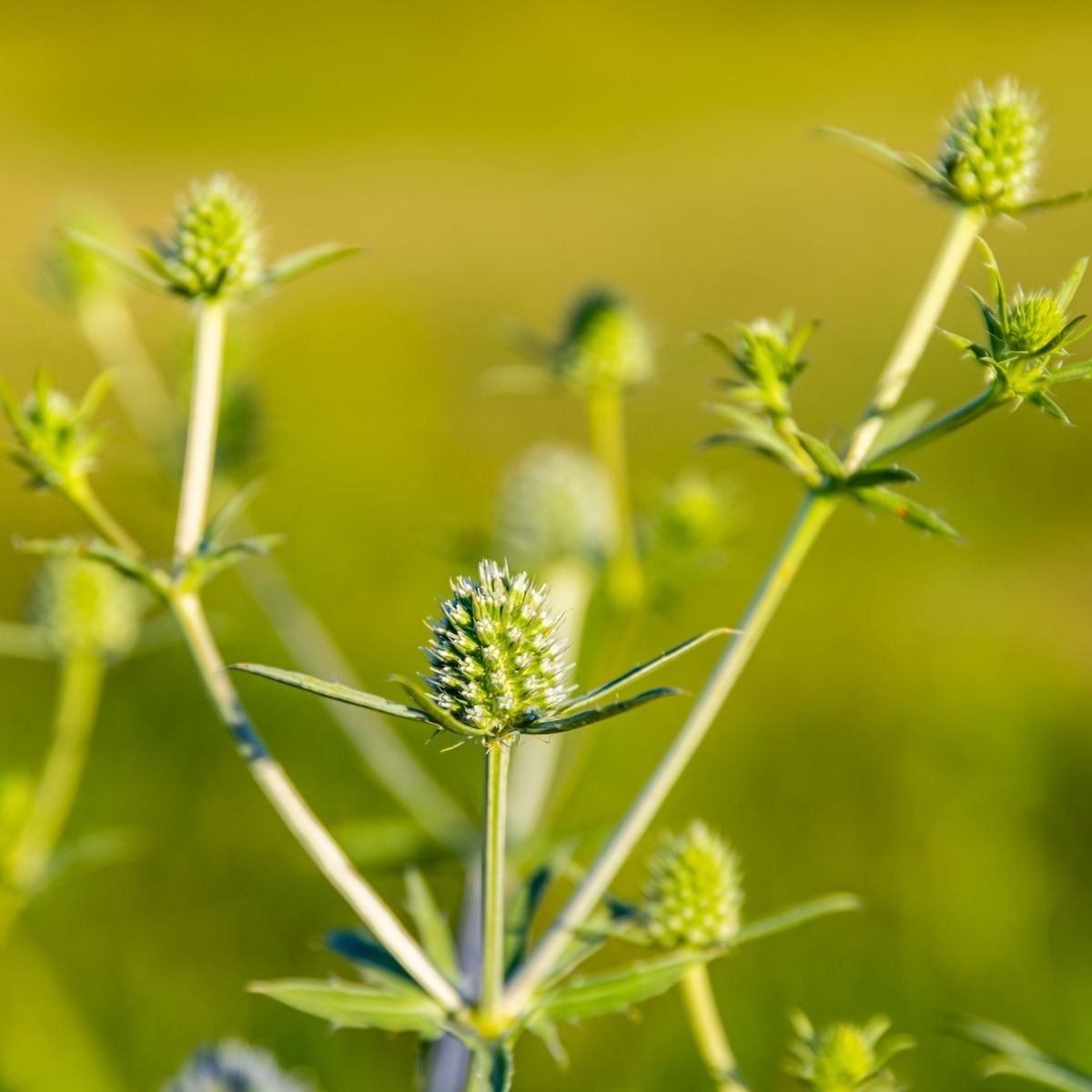 Máčka bílá White glitter - Eryngium planum - osivo máčky - 20 ks