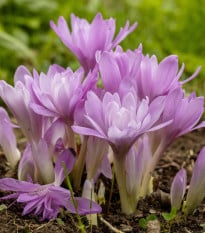 Směs ocúnů - Colchicum mix - hlízy ocúnů - 3 ks