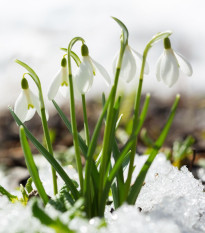 Směs sněženek - Galanthus mix - cibule sněženek - 15 ks