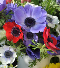 Sasanka - směs - Anemone - hlízy sasanek - 9 ks