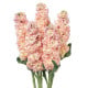Fiala Iron Appricot - Matthiola incana - osivo fialy - 40 ks