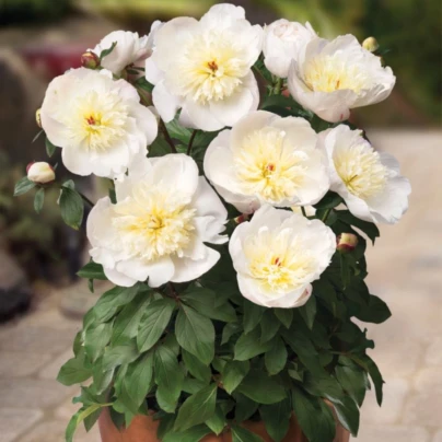 Pivoňka Patio Madrid - Paeonia lactiflora - hlízy pivoněk - 1 ks