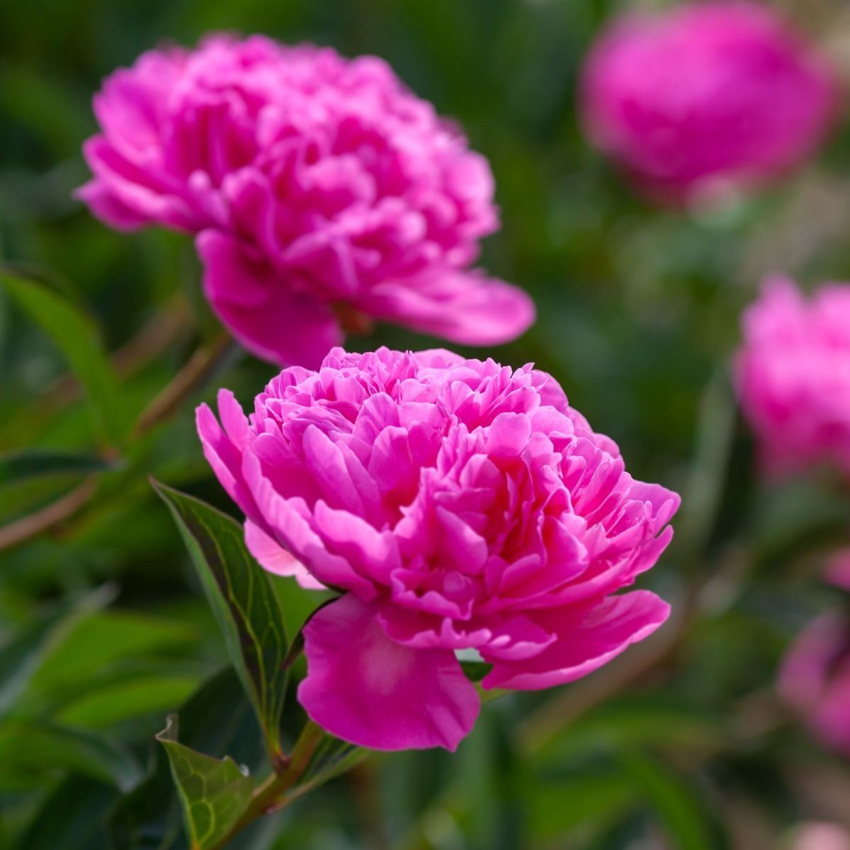 Pivoňka Patio Rome - Paeonia lactiflora - hlízy pivoněk - 1 ks