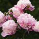 Pivoňka Sorbet - Paeonia lactiflora - hlízy pivoněk - 1 ks