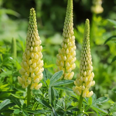Lupina mnoholistá Gallery Yellow Shades - Lupinus polyphyllus - osivo lupiny - 20 ks