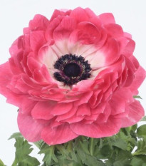 Sasanka Harmony Double Pink - Anemone coronaria - osivo sasanky - 8 ks