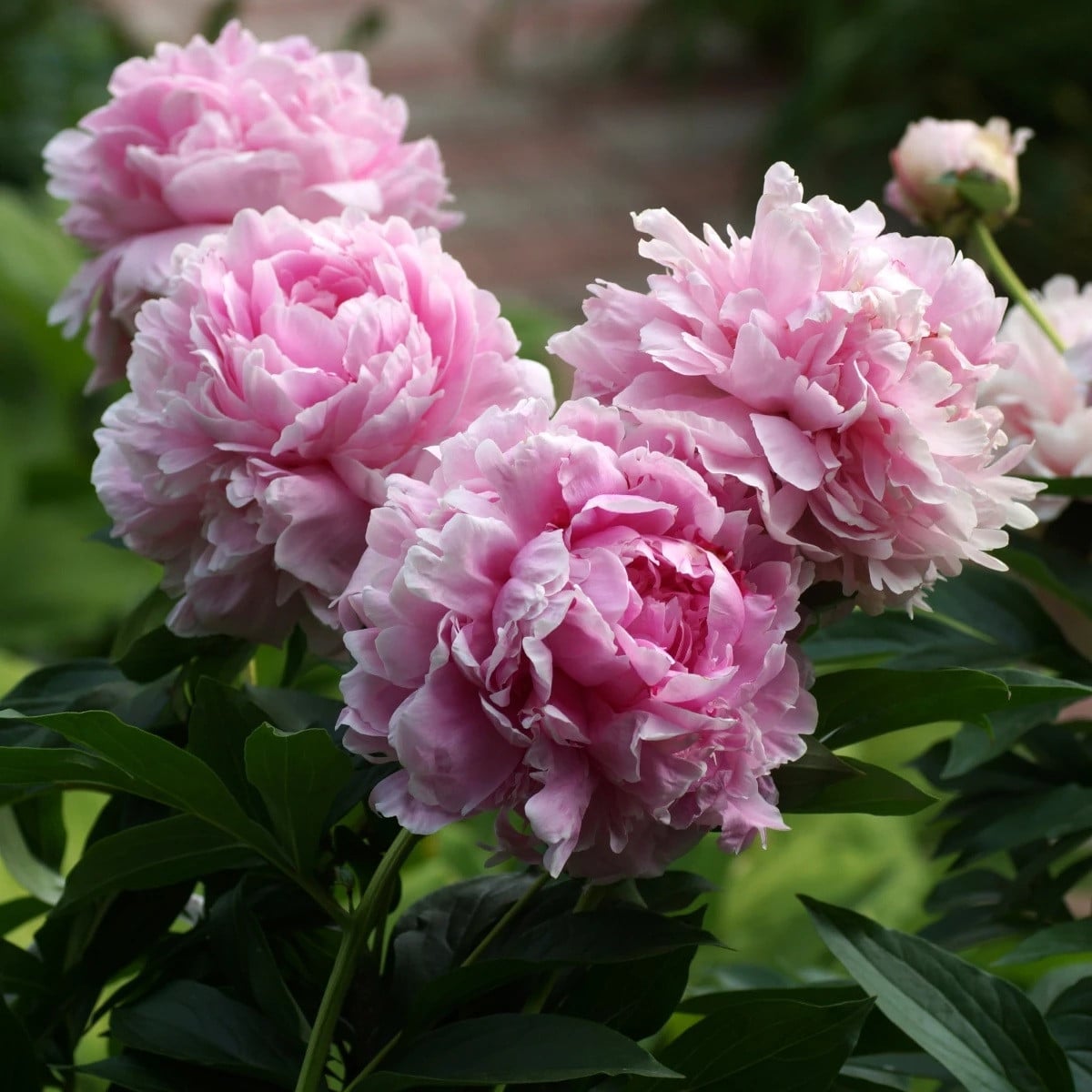 Pivoňka Sarah Bernhardt - Paeonia lactiflora - hlízy pivoňky - 1 ks