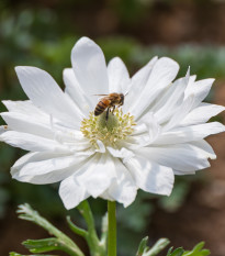 Sasanka Harmony Double White F1 - Anemone coronaria - osivo sasanky - 8 ks