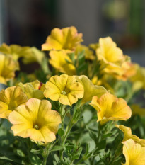 Petchoa Caliburst Yellow - Petchoa Caliburst - osivo petchoa - 8 ks